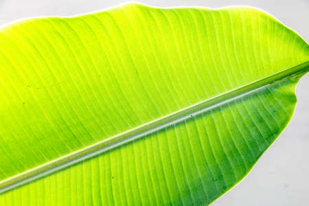 Close up Banana leaf pattern for background.の写真素材