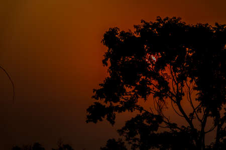 Twilight time with tree  silhouette landscape