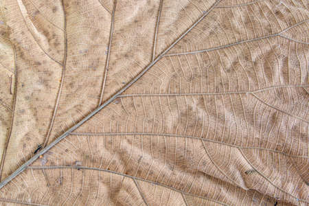 Green leaf on white backgroundの写真素材