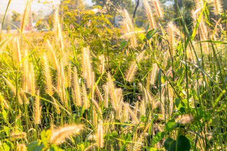 Grass on field summer time in golden hours , Selected focus.
