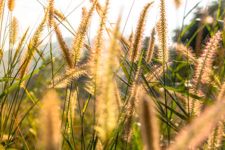 Grass on field summer time in golden hours , Selected focus.