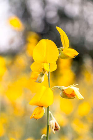 Closeup of beautiful yellow flowers blossom in the garden spring time on sky background.の写真素材