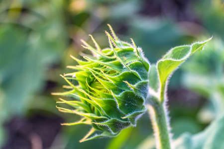 Closeup of beautiful yellow flowers blossom in the garden spring time on sky background.の写真素材