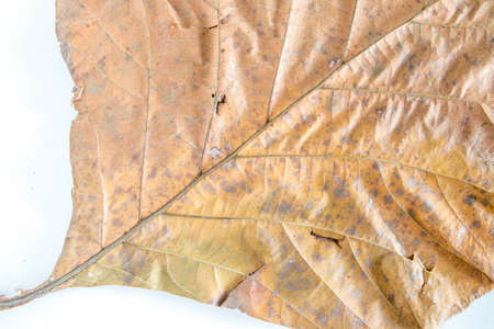 Green leaf on white backgroundの写真素材