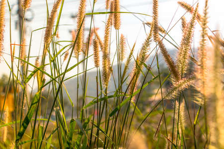 Grass on field summer time in golden hours , Selected focus.の写真素材