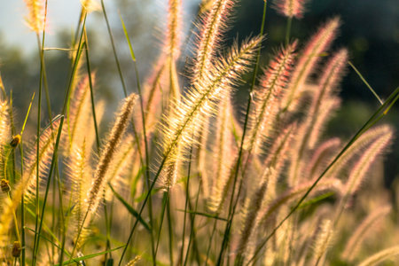 Grass on field summer time in golden hours , Selected focus.