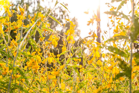 Closeup of beautiful yellow flowers blossom in the garden spring time on sky background.の写真素材