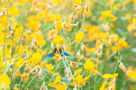 Closeup of beautiful yellow flowers blossom in the garden spring time on sky background.の写真素材