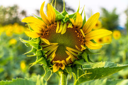 Closeup of beautiful yellow flowers blossom in the garden spring time on sky background.の写真素材