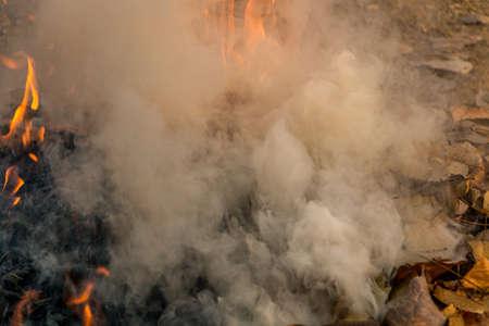 Bonfire of the fallen dead leaves on a field in the countryside, at season cleaning.の写真素材