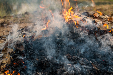 Bonfire of the fallen dead leaves on a field in the countryside, at season cleaning.