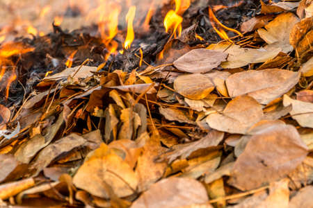 Bonfire of the fallen dead leaves on a field in the countryside, at season cleaning.の写真素材