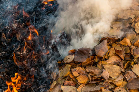 Bonfire of the fallen dead leaves on a field in the countryside, at season cleaning.の写真素材