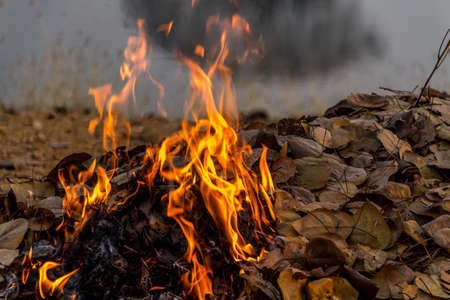 Bonfire of the fallen dead leaves on a field in the countryside, at season cleaning.の写真素材