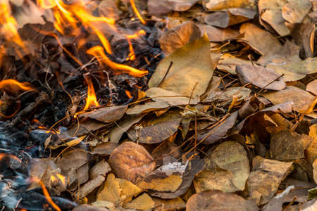 Bonfire of the fallen dead leaves on a field in the countryside, at season cleaning.の写真素材
