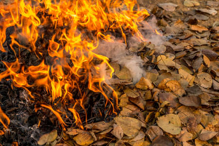 Bonfire of the fallen dead leaves on a field in the countryside, at season cleaning.の写真素材