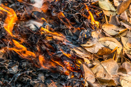 Bonfire of the fallen dead leaves on a field in the countryside, at season cleaning.の写真素材