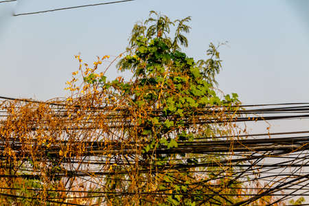 Electric Power lines are not working on a power pole tangled messy in city of Thailand.