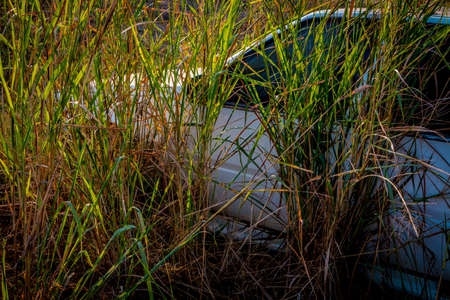 Abandone Old Cars turned into wrecks deep in swedish forests.の写真素材