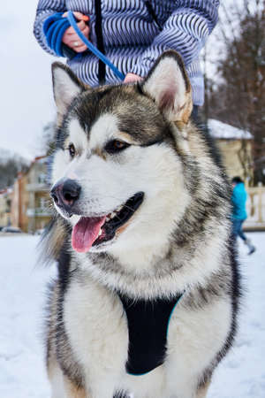 Happy Alaskan Malamute puppy on a walk.の写真素材