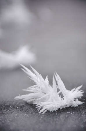 ice flower の写真素材