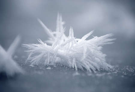 ice-flower の写真素材