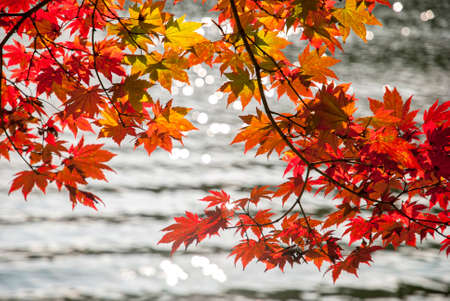 Red Maple Leaves and Lake Backgroundの写真素材
