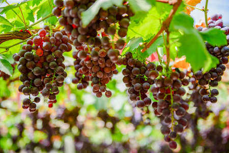 Grape Farm Tak ,Thailandの写真素材