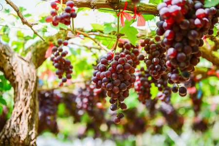Grape Farm Tak ,Thailandの写真素材