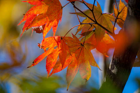 Red and Green Maple Leaves South Koreaの写真素材