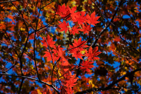 Red Maple Leaves South Koreaの写真素材