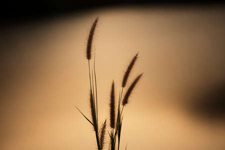 Field of grass during sunsetの写真素材