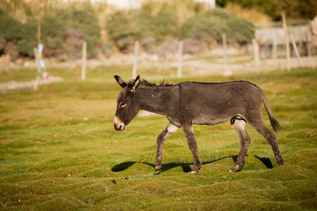 donkey at Shey palace Leh Ladakh ,Indiaの写真素材