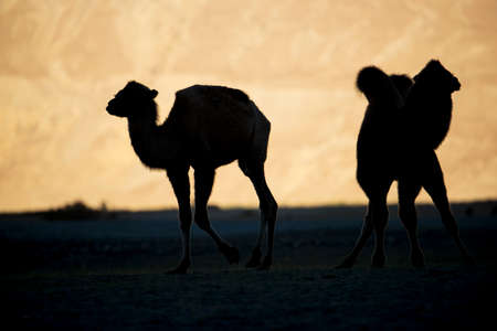 silhouette young camels in sand dune Nubra valley Ladakh ,Indiaの写真素材