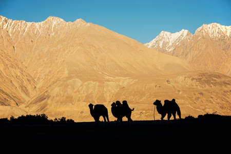 silhouette young camels in sand dune Nubra valley Ladakh ,India の写真素材