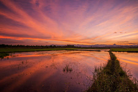 reflections old field rice in twilight time background ,Thailandの写真素材