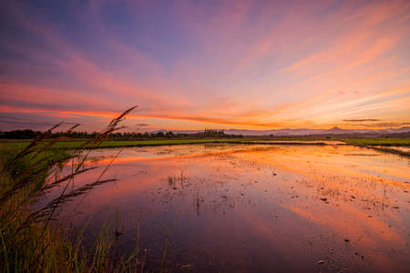 reflections old field rice in twilight time background ,Thailandの写真素材