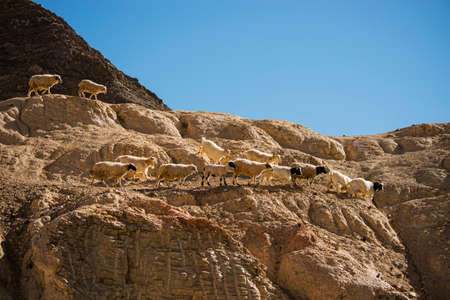 Goats on the Rock at Moon Land Lamayuru Ladakh ,India - September 2014の写真素材