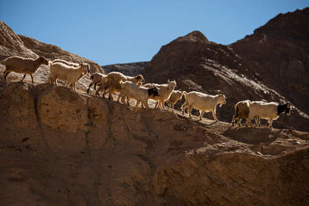 Goats on the Rock at Moon Land Lamayuru Ladakh ,India - September 2014