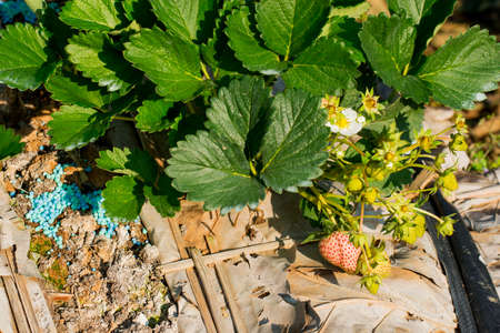 young strawberry plant in the morning ,Thailandの写真素材