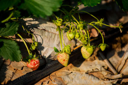 young strawberry plant in the morning ,Thailandの写真素材