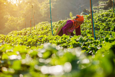 TAK , THAILAND - JAN 2015 : An unidentified woman Harvests Strawberry in Strawberry plantation field in the morning , JANUARY 2015 in TAK Province, Thailand.のeditorial素材