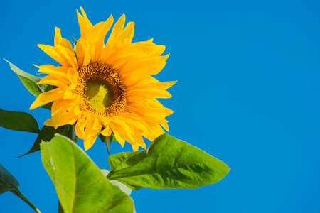 beautiful sunflower and blue sky ,Thailandの写真素材