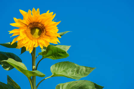 beautiful sunflower and blue sky ,Thailandの写真素材