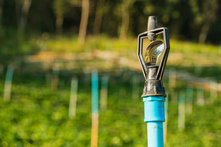 water sprinkler in gardenの写真素材
