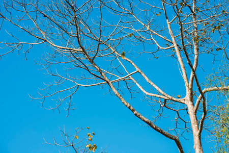 leafless tree and blue sky background ,Thailandの写真素材