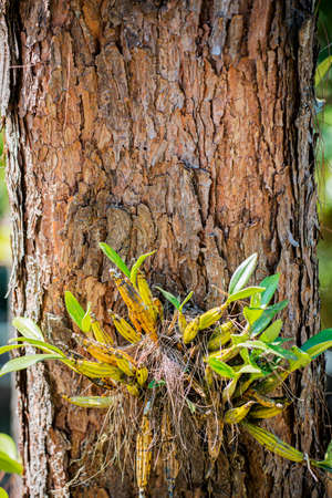 orchid on pine treeの写真素材