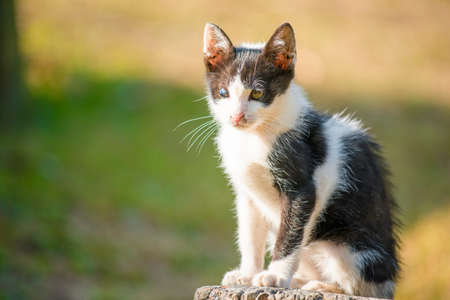 Thai black and white cat two colored eyes in the gardenの写真素材