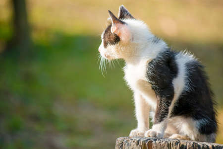 Thai black and white cat two colored eyes in the gardenの写真素材