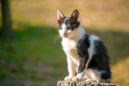Thai black and white cat two colored eyes in the gardenの写真素材